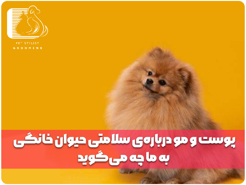 پوست و مو درباره‌ی سلامتی حیوان خانگی به ما چه می‌گوید